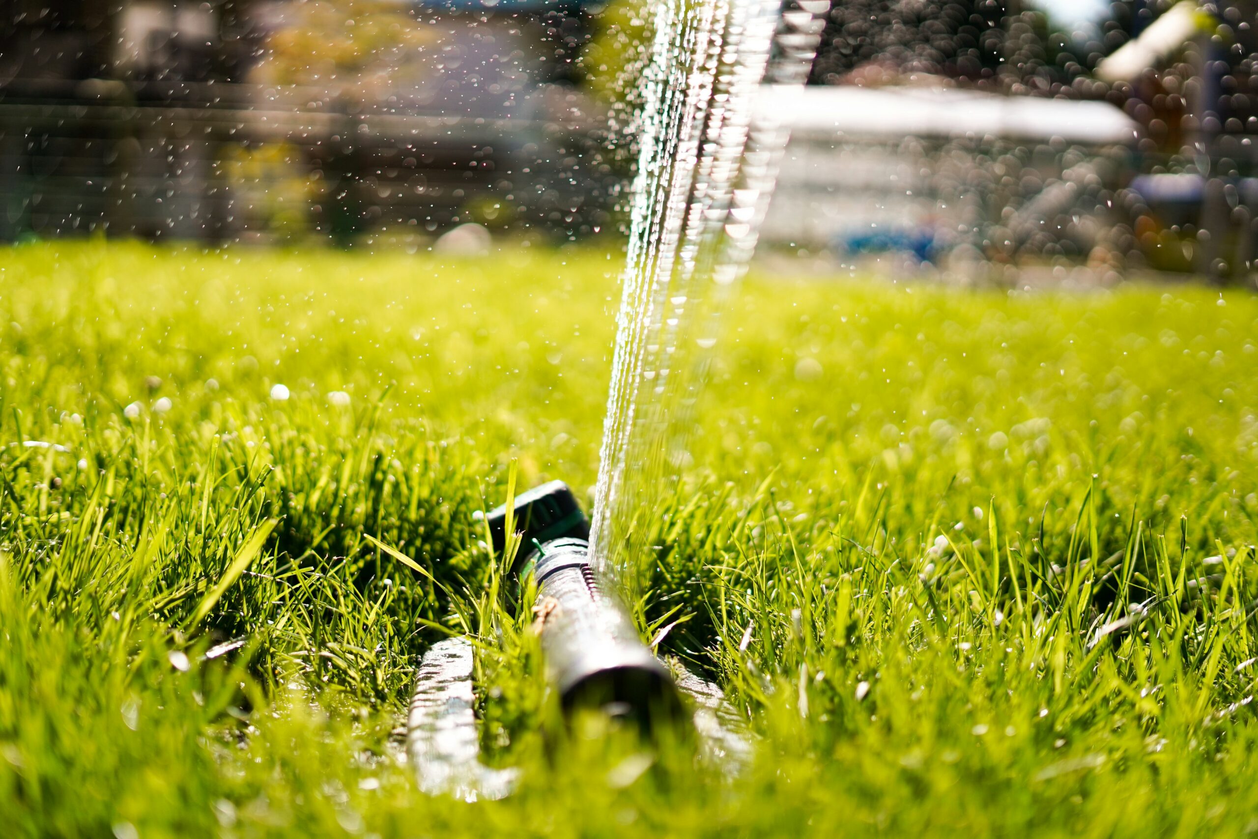 🌿🌼 Lawn Care: Best Time to Water